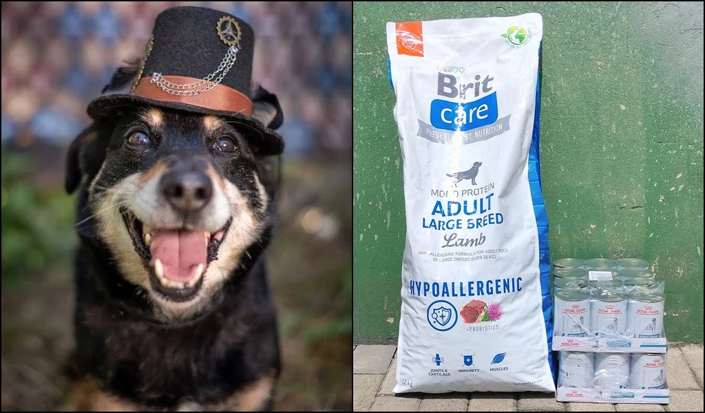 Potrzebna jest karma! Schronisko w Rudzie Śląskiej błaga o pomoc