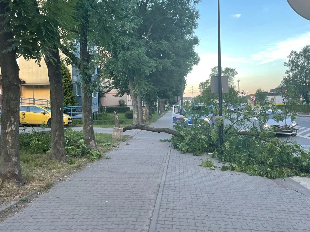 Ciężarówka złamała drzewo na Halembie