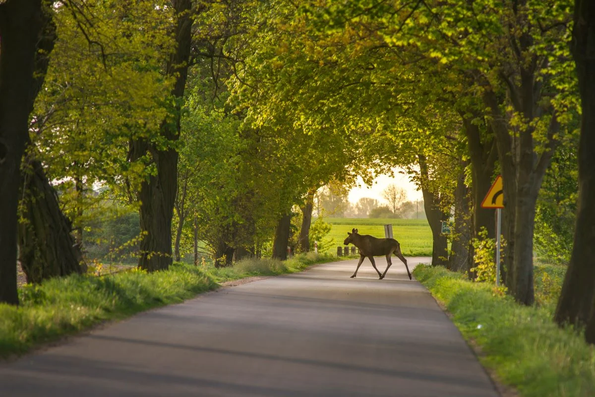 Niecodzienny gość w Rudzie Śląskiej. Łoś przy Szkole Podstawowej Nr 28