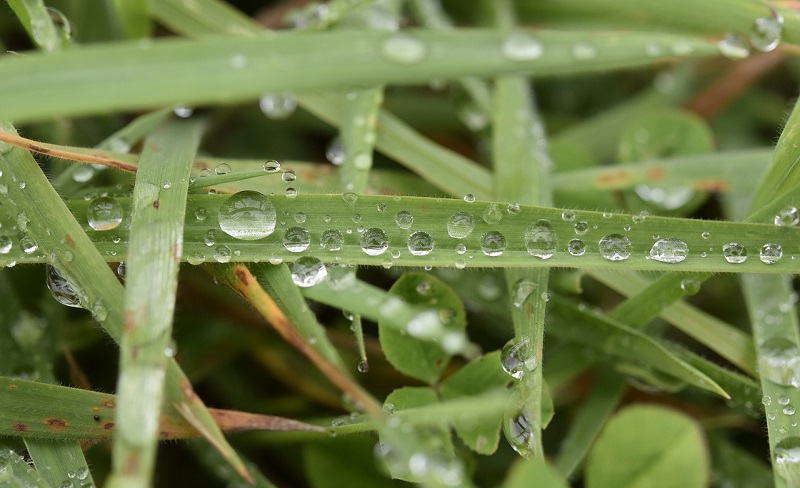 Nabór do programu „Ogrody deszczowe GZM” potrwa do 2 lipca