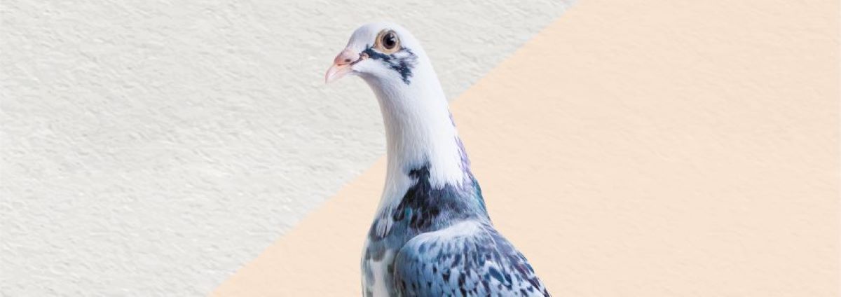 Festyn Rodzinny na Radlinie II - Moc Atrakcji Gwarantowana!