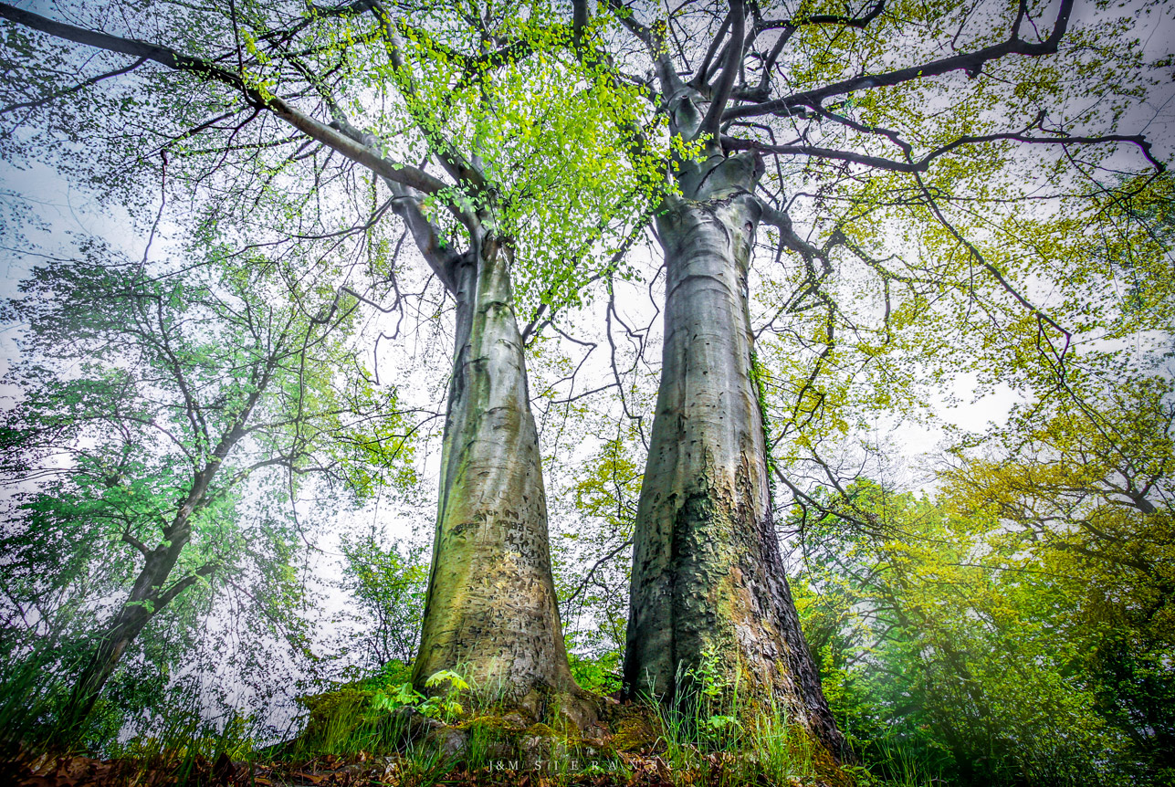 Buk Wiktoria z Rybnika zgłoszona w konkursie na Drzewo Roku 2024