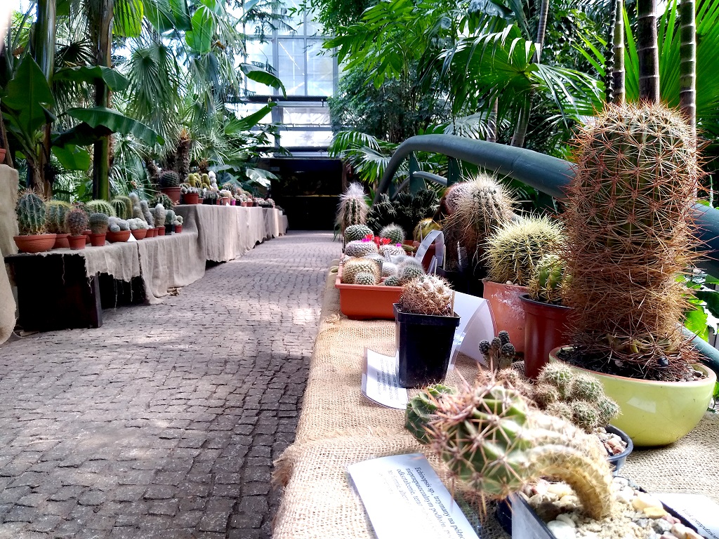 W gliwickiej Palmiarni Miejskiej trwa wystawa kaktusów