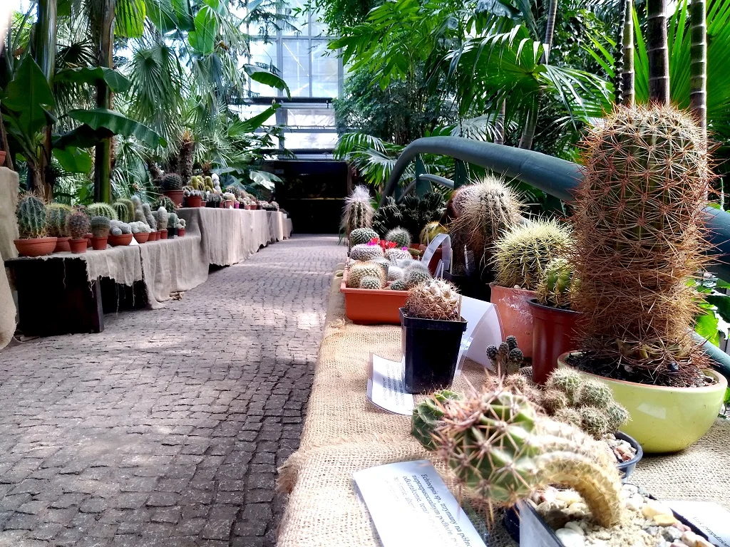 W gliwickiej Palmiarni Miejskiej trwa wystawa kaktusów
