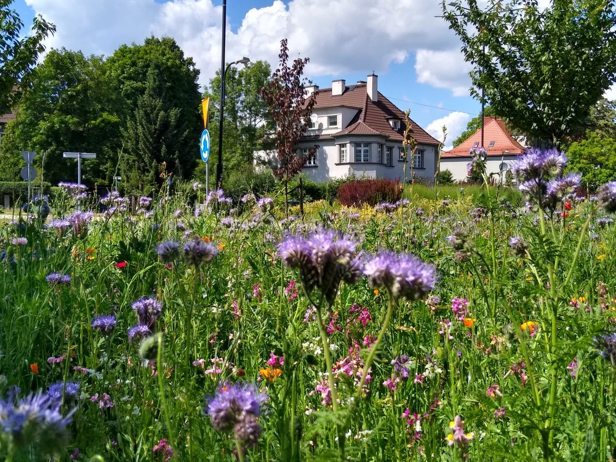 Wiosenne nasadzenia w Gliwicach dają piękny efekt!