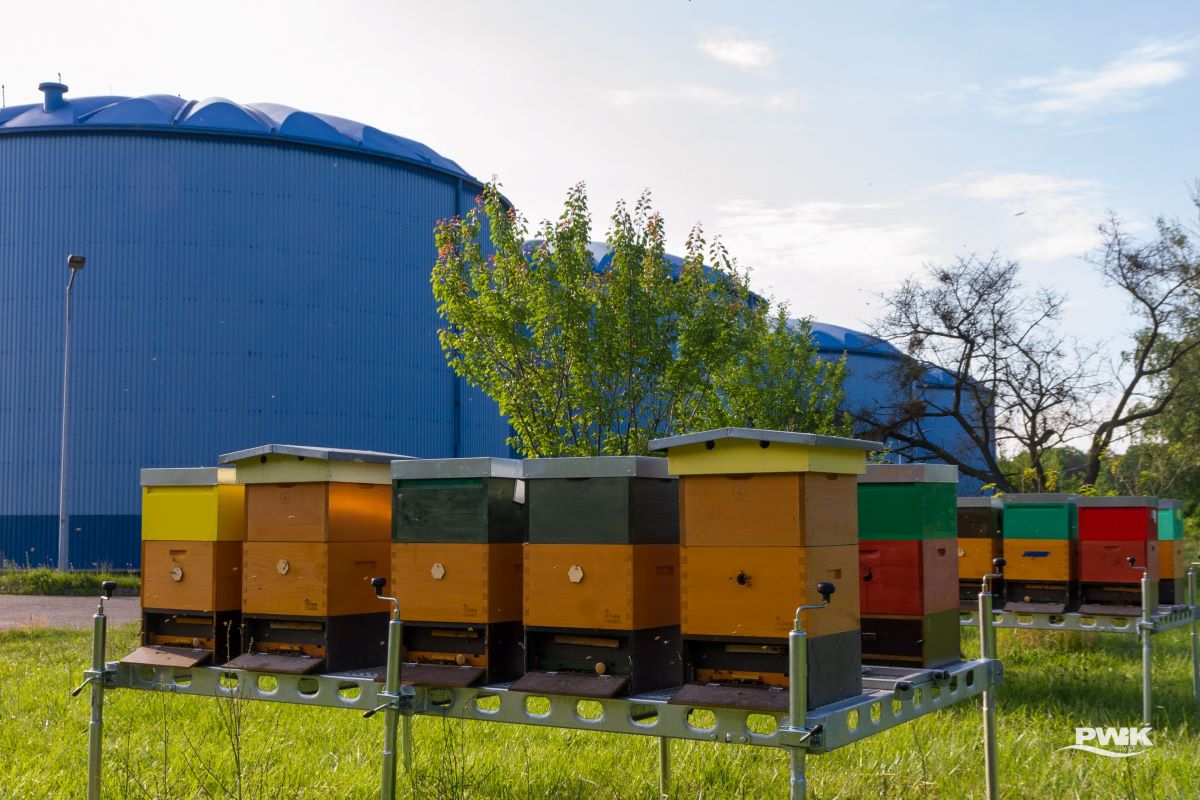 W Gliwicach mamy coraz więcej pszczół!