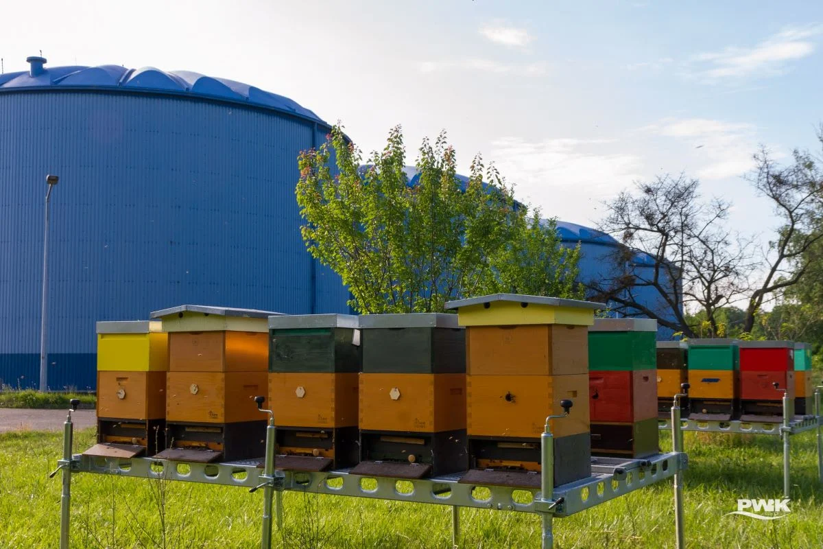 W Gliwicach mamy coraz więcej pszczół!