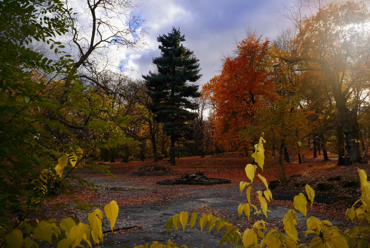 Bursztynowa Dama z Sosnowca zgłoszona w konkursie na Drzewo Roku 2024