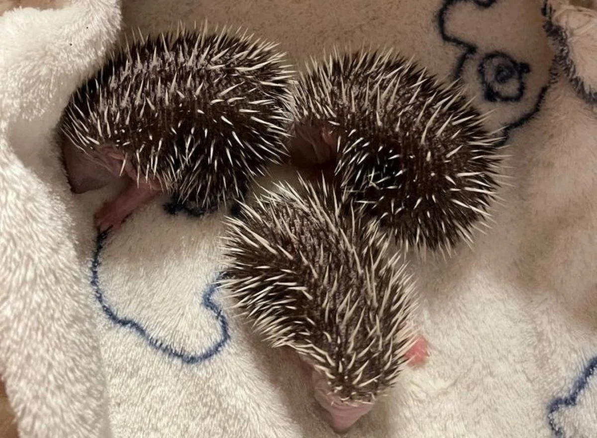 Małe jeże przychodzą na świat – jak chronić te pożyteczne ssaki?