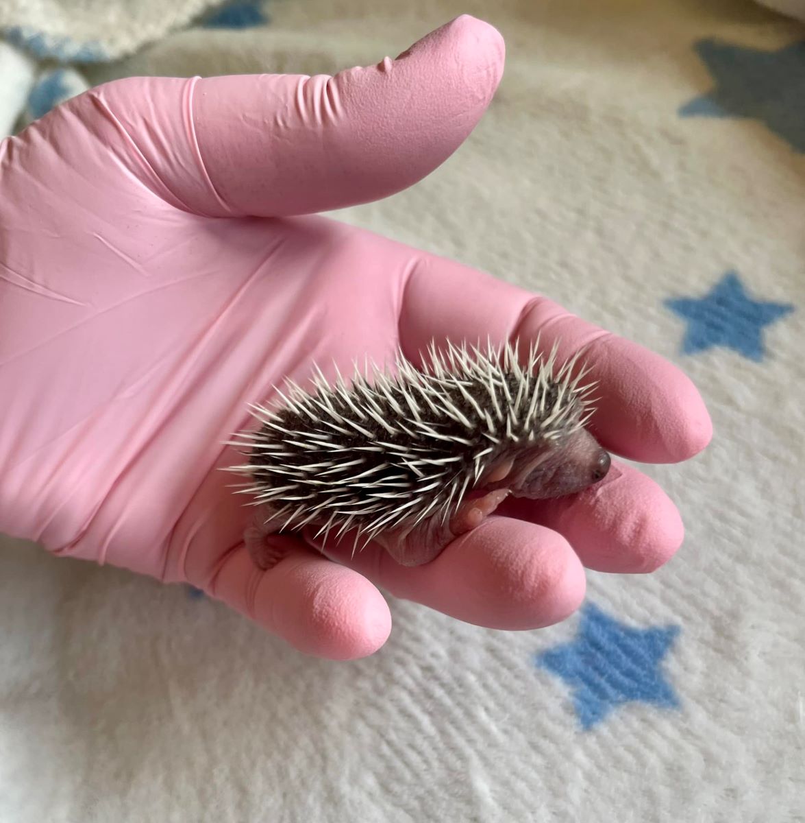 Małe jeże przychodzą na świat – jak chronić te pożyteczne ssaki?