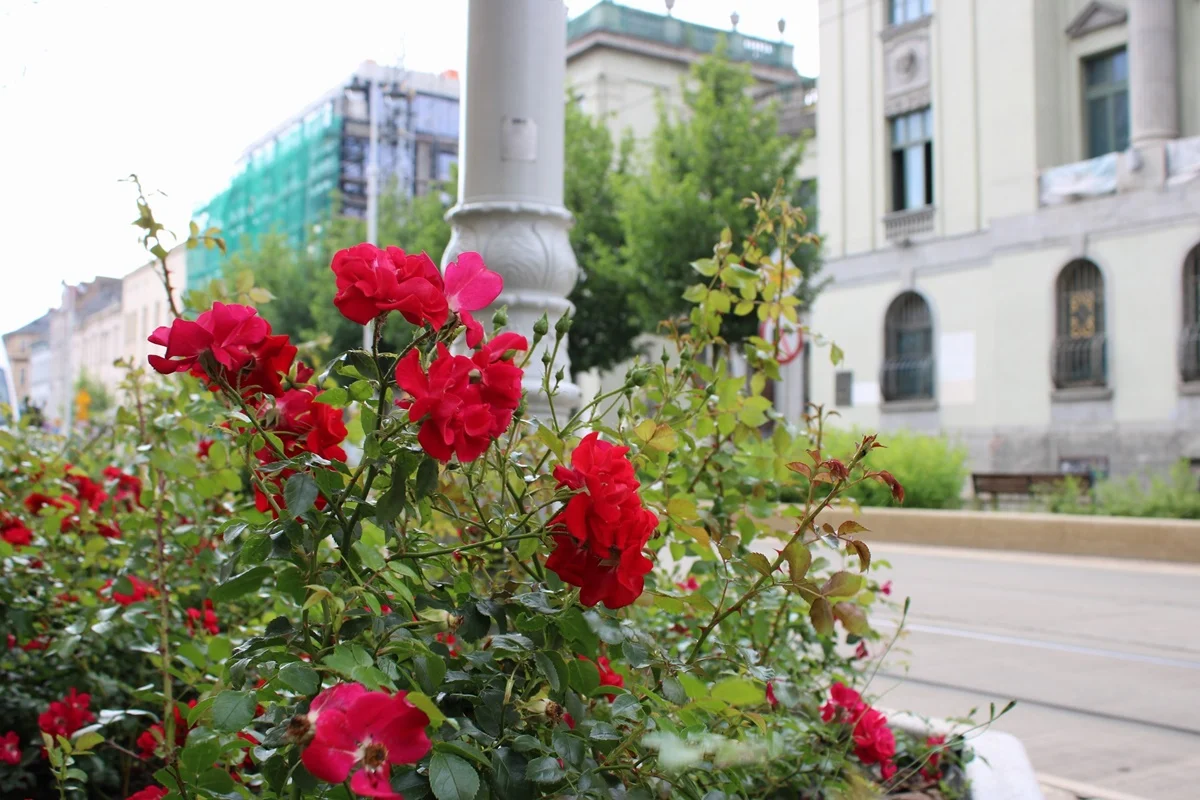 Koniec z cisami na Warszawskiej! Nowe róże ozdobią deptak