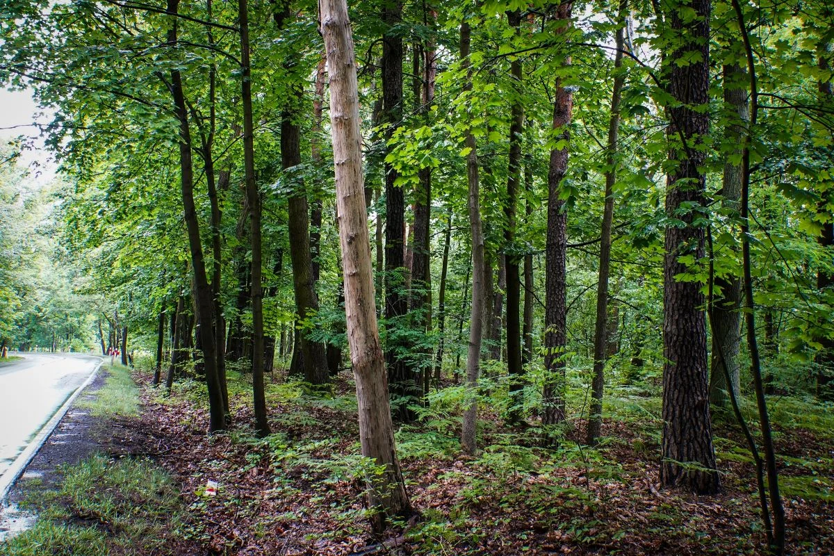 Katowice: Wkrótce wycinka ponad 100 drzew zagrażających bezpieczeństwu
