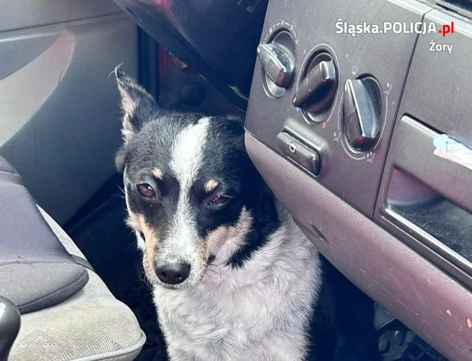 Zostawili psa w nagrzanym samochodzie - szybka reakcja uratowała mu życie!