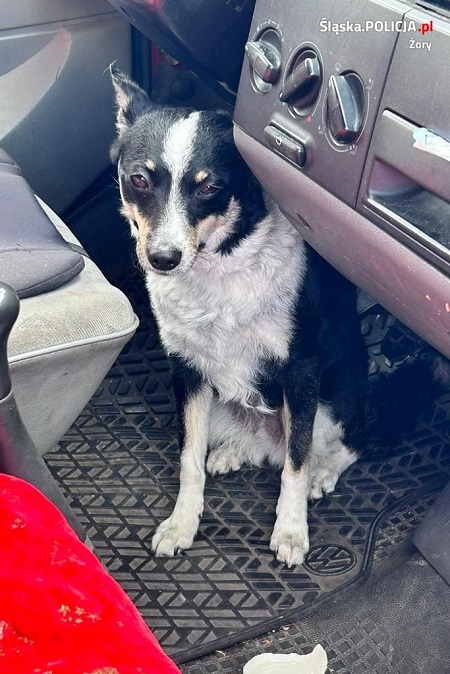 Zostawili psa w nagrzanym samochodzie - szybka reakcja uratowała mu życie!