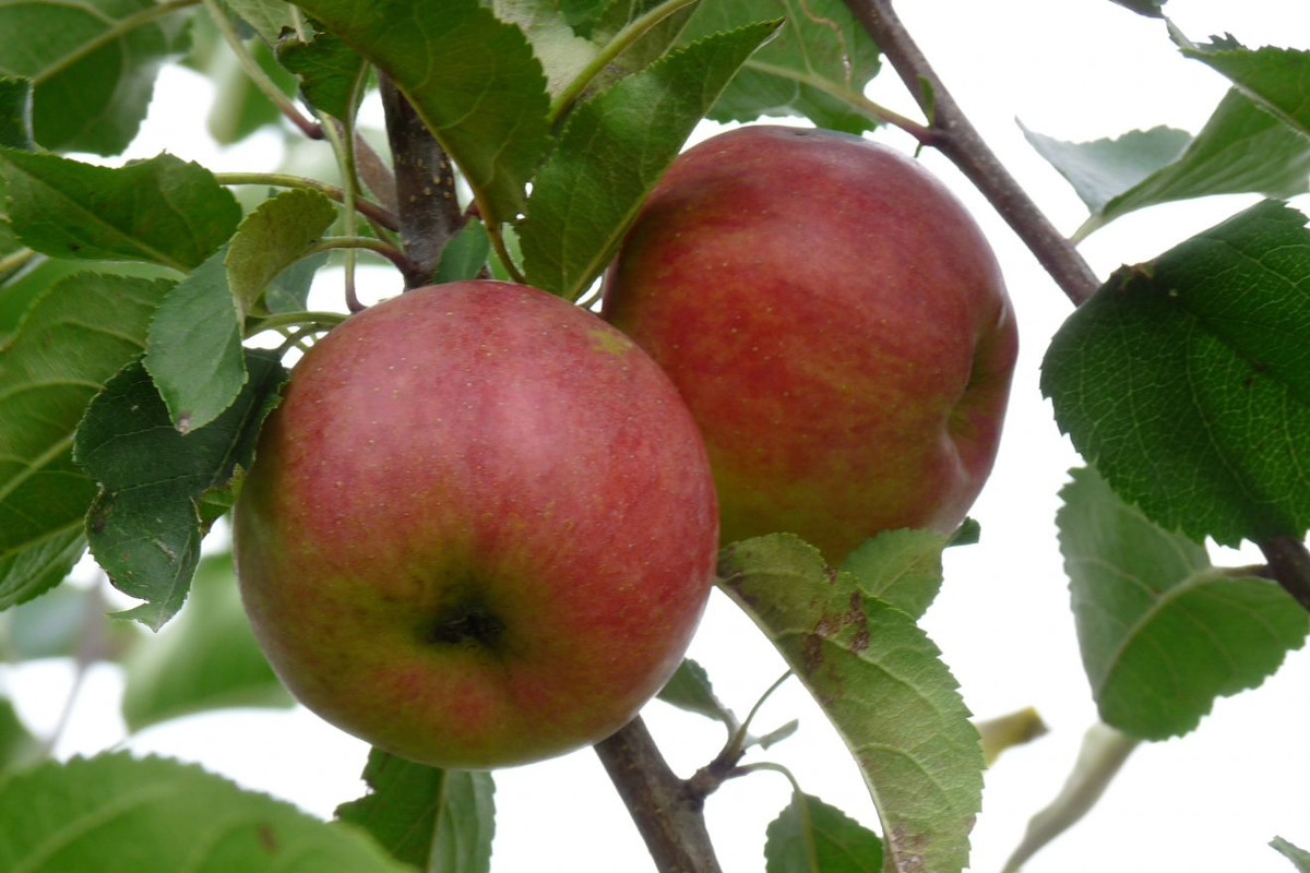 Odkryj magię letnich odmian jabłoni – dlaczego są wyjątkowe?