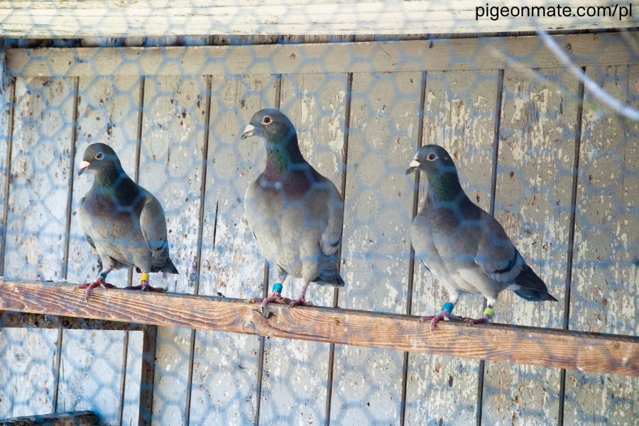 Hodowla gołębi w Polsce, Europie i na świecie