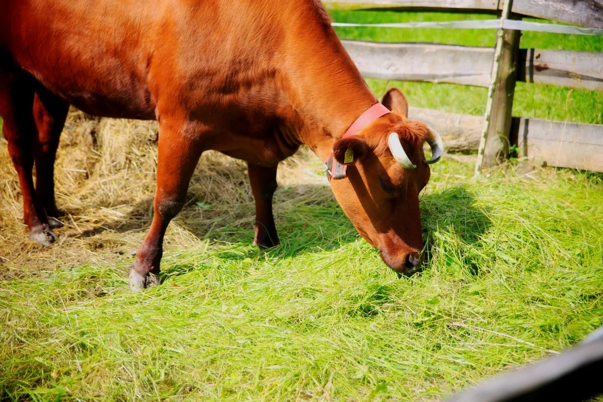 Etnospacer „Zagroda pełna zwierząt” już w najbliższą niedzielę!