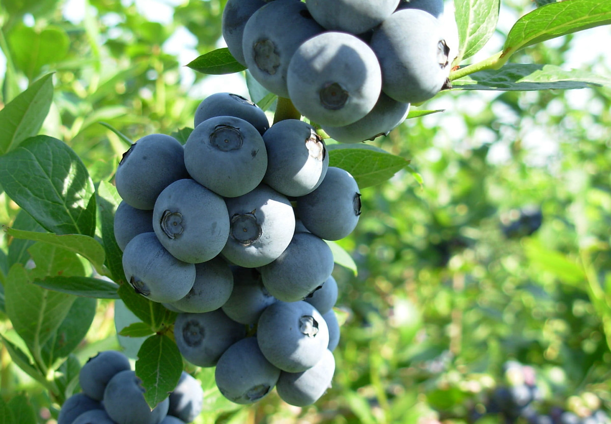 Niech każdy dzień będzie zdrowy z borówką amerykańską na talerzu!