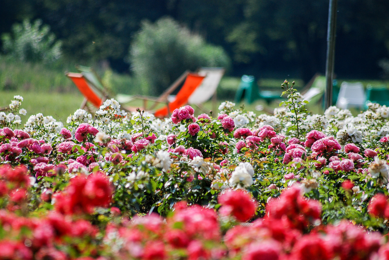 Ruszył cykl “Śniadanie na trawie” w Parku Śląskim