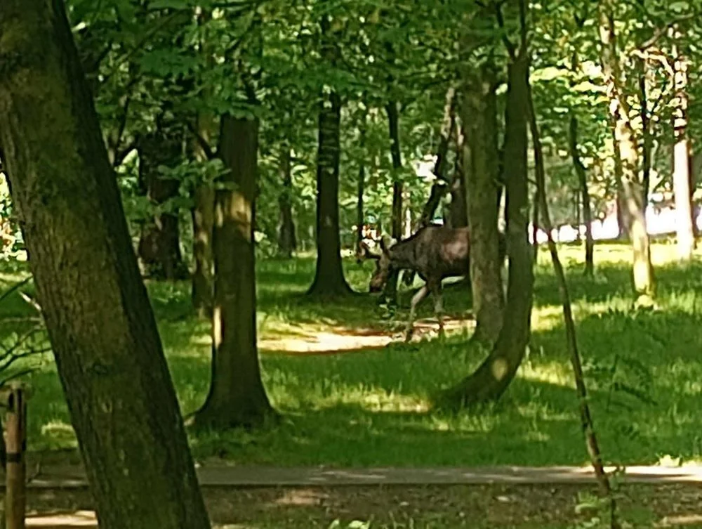 Łoś spacerowicz tym razem odwiedził Świętochłowice!