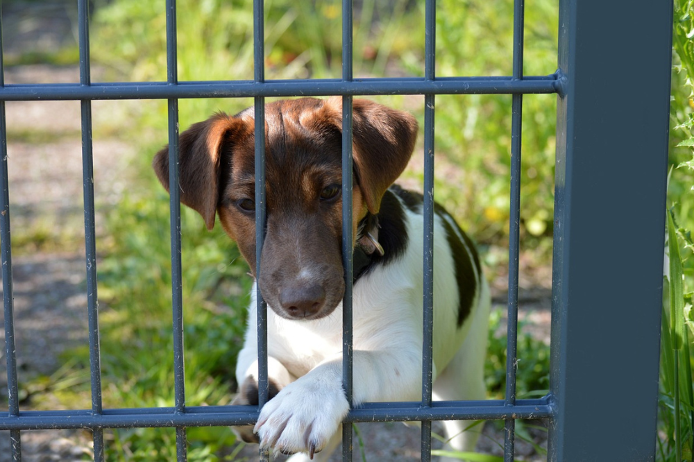 W zabrzańskim schronisku Psitulmnie ruszył nabór na nowych wolontariuszy!