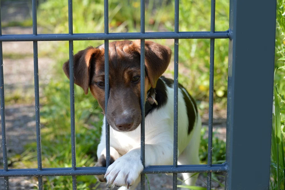 W zabrzańskim schronisku Psitulmnie ruszył nabór na nowych wolontariuszy!