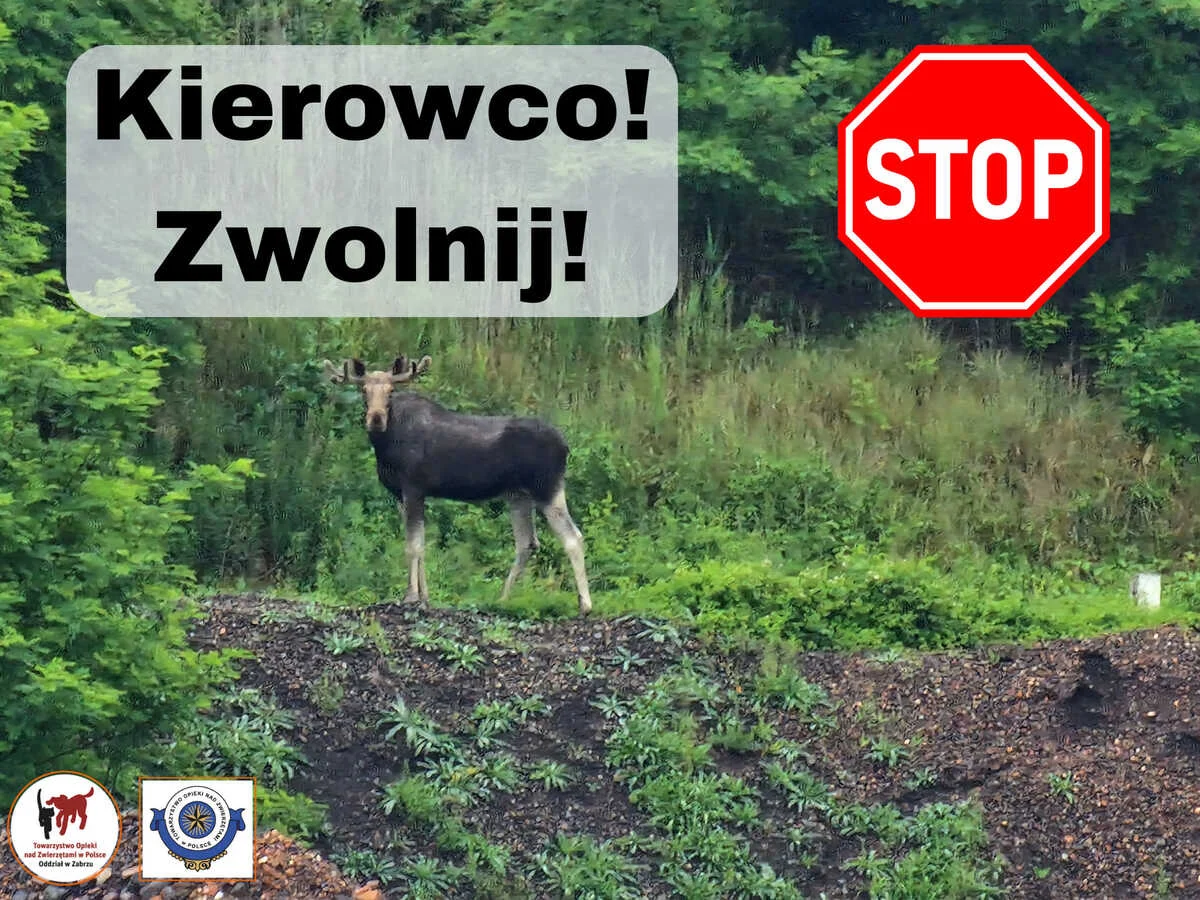 Łoś w Zabrzu 