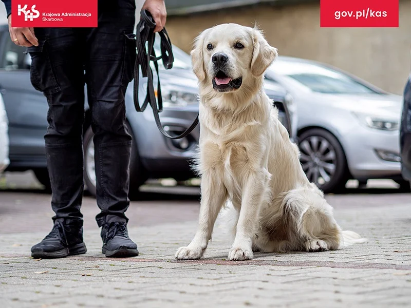 Zabrze: Pies Kodi wywąchał w przesyłce pocztowej środki odurzające!
