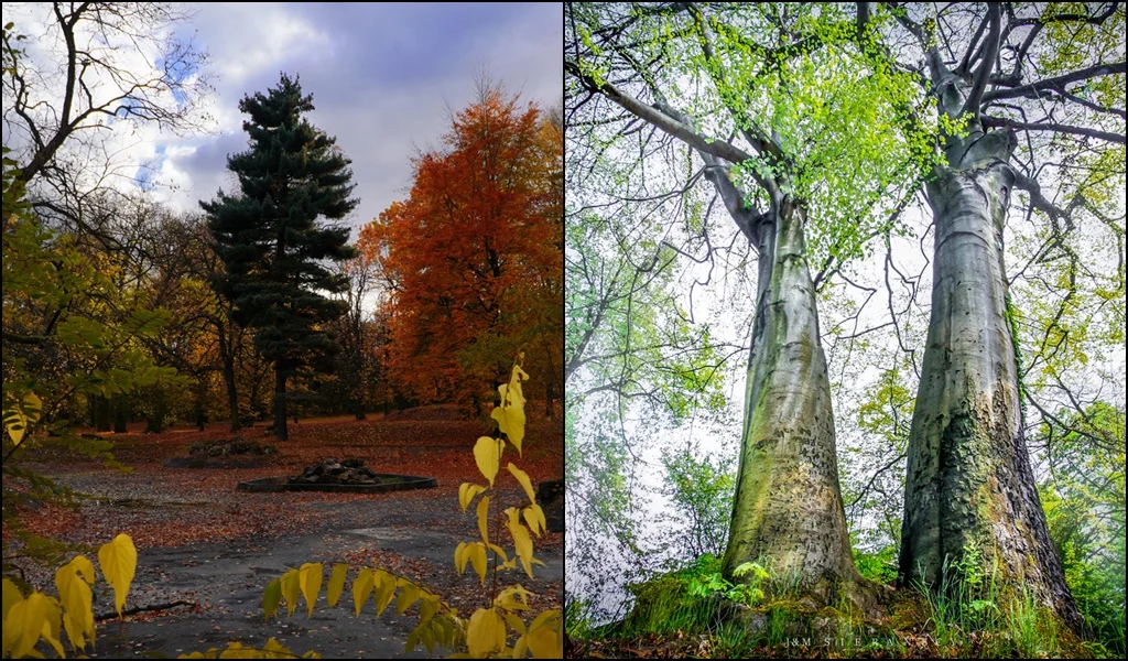 Sosna i Buk zgłoszone w konkursie na Drzewo Roku 2024  