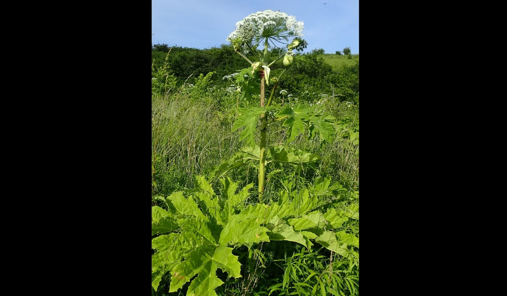 Pod żadnym pozorem nie dotykaj tej rośliny! Jest bardzo niebezpieczna!