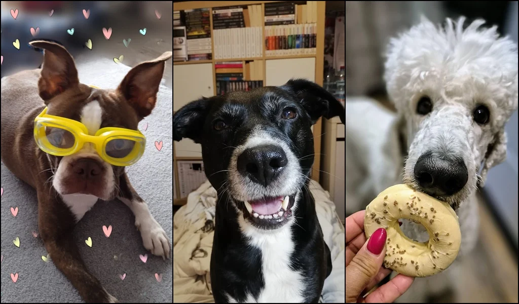 1 lipca świętowaliśmy Międzynarodowy Dzień Psa. Oto pupile naszych Czytelników [FOTO]