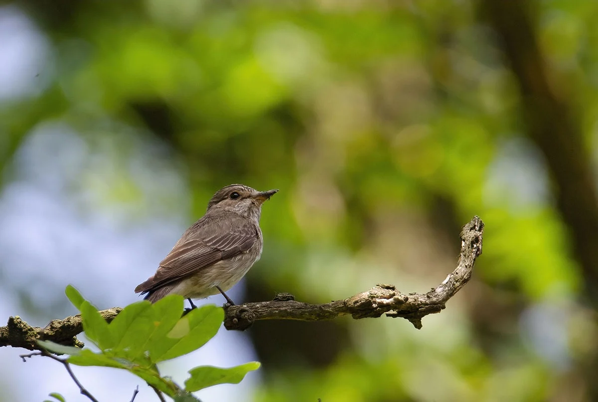 Las w Halembie – idealne miejsce na letni spacer!