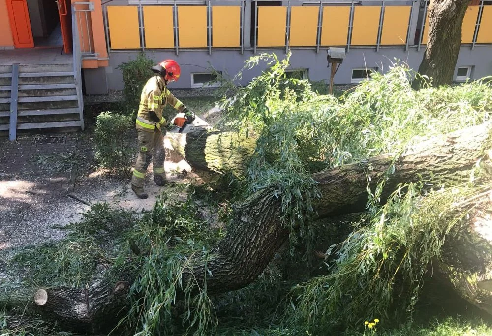 Powalone drzewa w całym mieście. Trwa usuwanie skutków wczorajszej nawałnicy