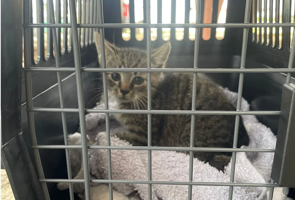 Strażacy z Rudy Śląskiej uratowali kota z wiaduktu