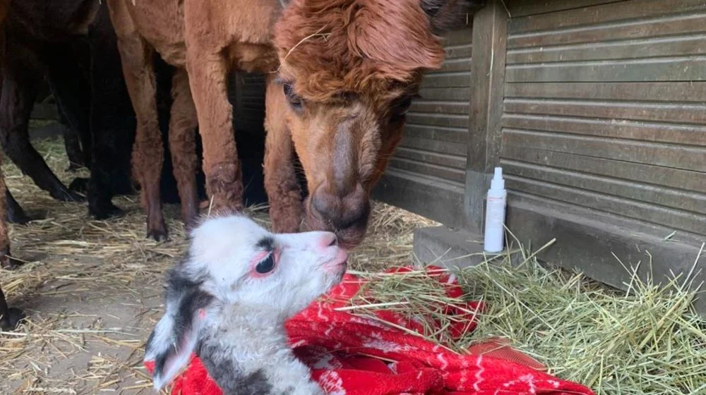 Na ratunek rudzkim alpakom!