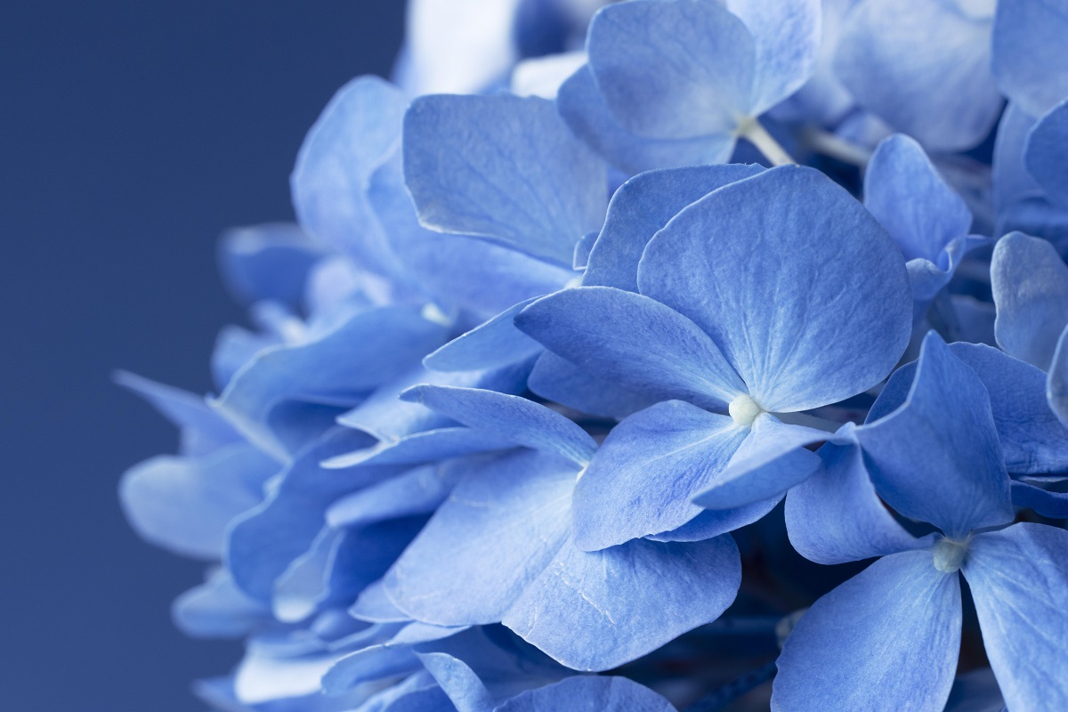 Niebieskie kwiaty. Które warto kupić? Omówienie zależności