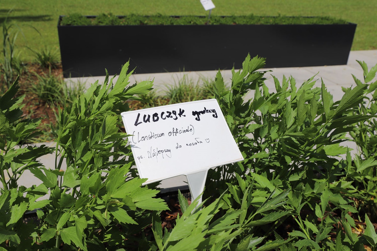 Przemiana miejskiego parkingu. Otwarcie nowego skweru rekreacyjnego