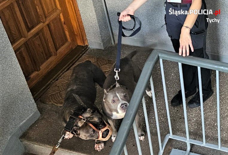 Dwa amstaffy odebrane od właściciela! Przebywały w tragicznych warunkach