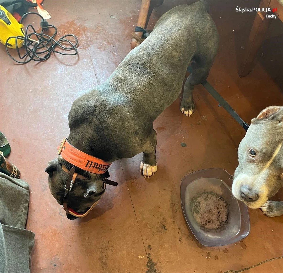 Interwencja Fundacji „Zwierz” w Tychach.Psy uratowane z tragicznych warunków