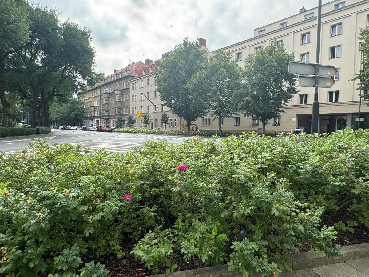 W mieście nadmiernie zabetonowana przestrzeń się zazieleni! Trwa odbrukowywanie