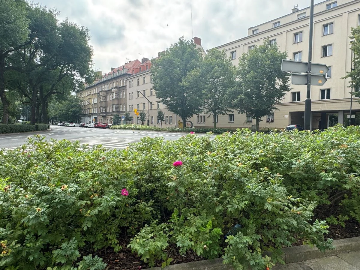 W mieście nadmiernie zabetonowana przestrzeń się zazieleni! Trwa odbrukowywanie