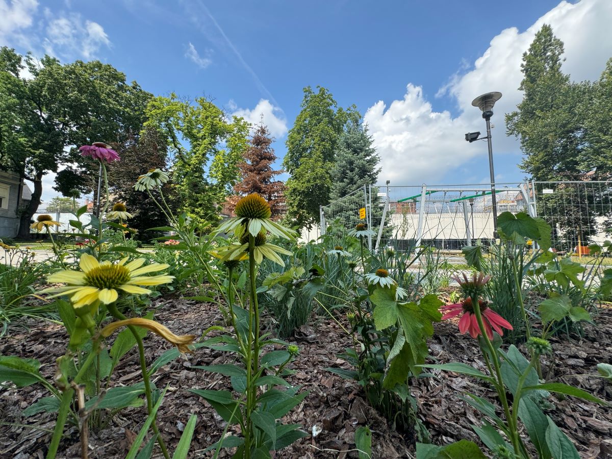 Skwer Bottrop już niebawem w nowej odsłonie! Nasadzono 400 nowych roślin