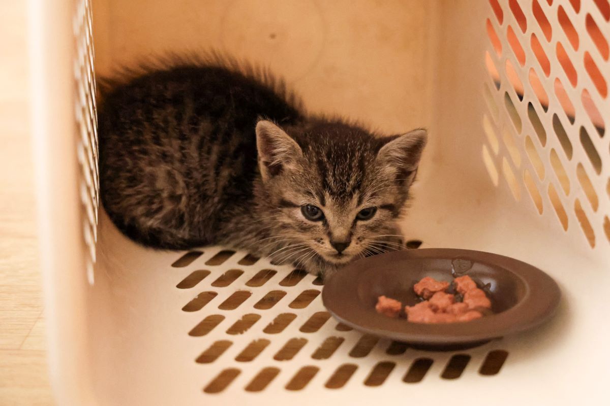 Poszukiwany właściciel małego kotka znalezionego przez Urząd Miasta!