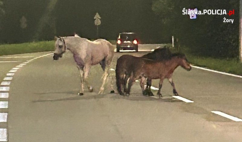 Trzy konie błąkały się na środku ruchliwej drogi w Żorach