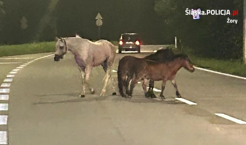 Trzy konie błąkały się na środku ruchliwej drogi w Żorach