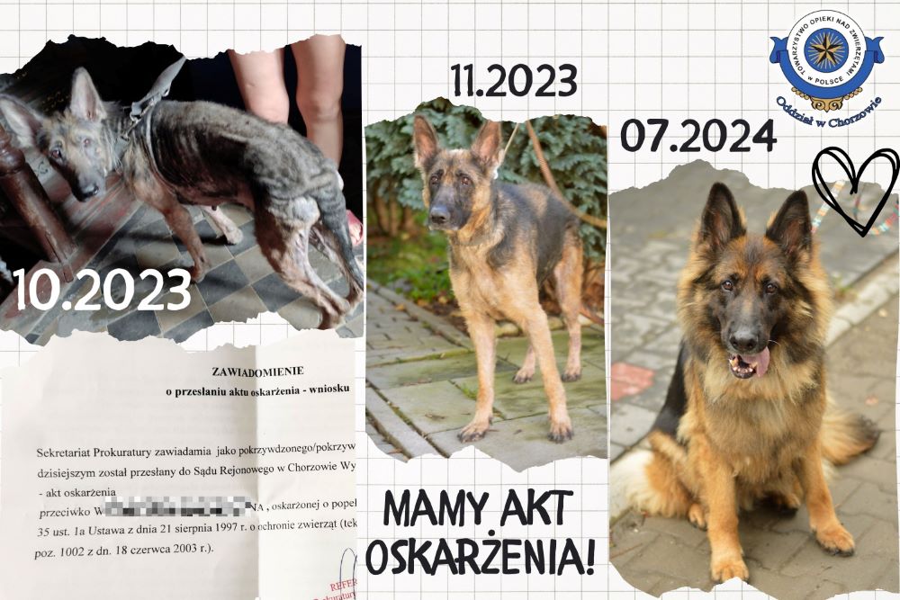 Jest akt oskarżenia w sprawie zaniedbanej suczki Kary!