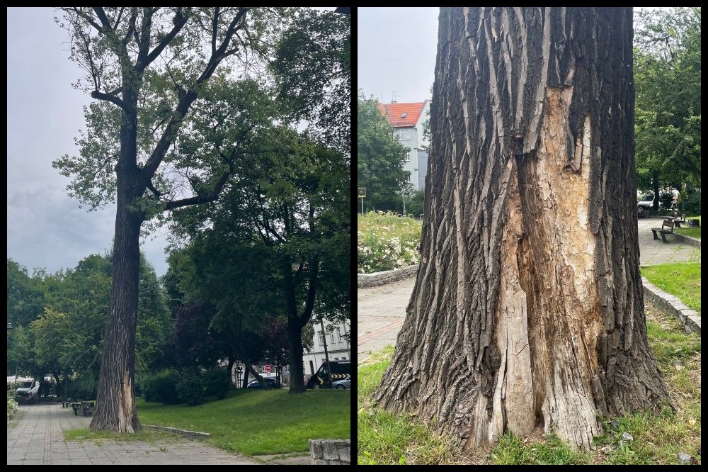 Topola Kanadyjska z placu Mickiewicza pójdzie pod topór. Władze wyjaśniają