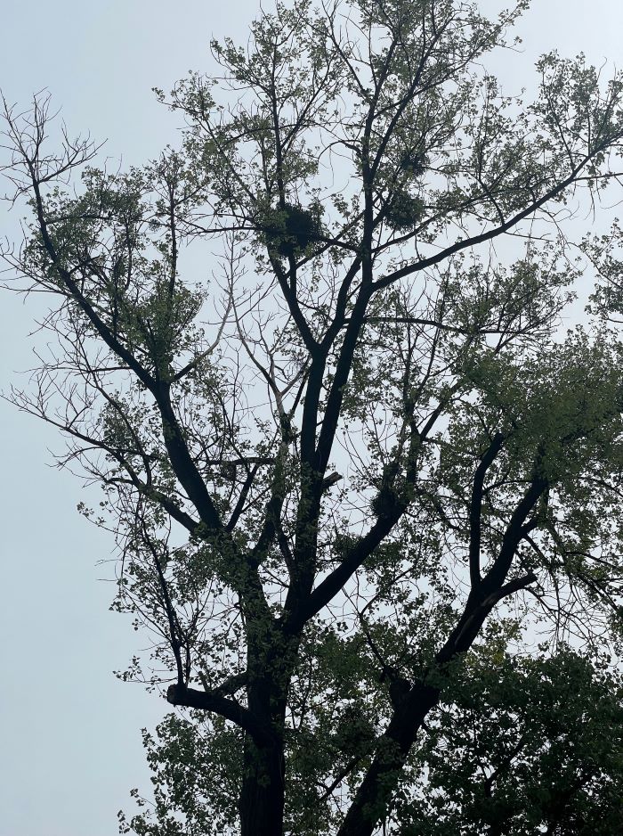 Topola Kanadyjska z placu Mickiewicza pójdzie pod topór. Władze wyjaśniają