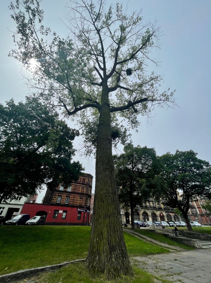 Topola Kanadyjska z placu Mickiewicza pójdzie pod topór. Władze wyjaśniają