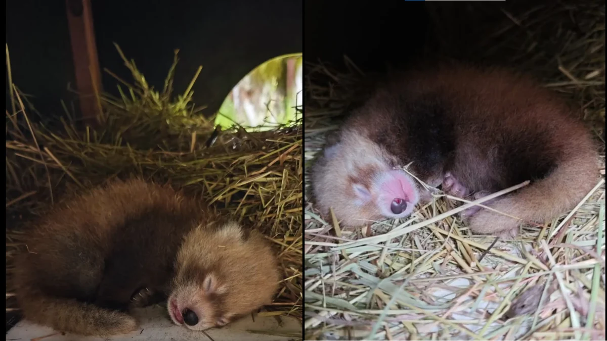 Cud narodzin w Śląskim ZOO! Świat powitało maleństwo pandy rudej